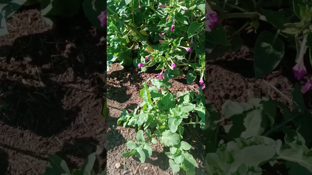 Gardening excitement, checking on it....