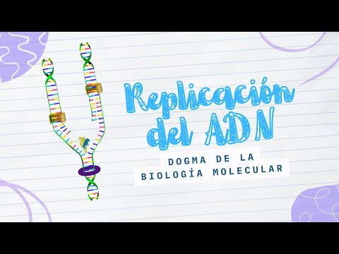 Video: ¿En qué dirección solo viaja la ADN polimerasa?