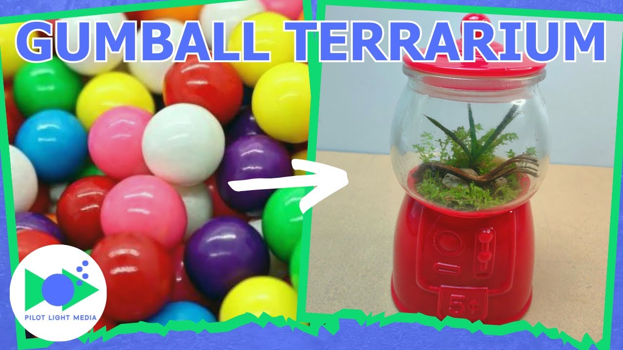 Gumball Machine Terrarium Check Out This Amazing Piece of Glassware