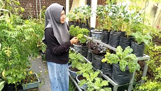 Download Lagu Mau Masak Tinggal Petik //Petik 10 Macam Buah, Sayur Dan Bunga  MP3