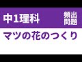 中1理科「マツの花のつくりの定期テスト頻出問題」