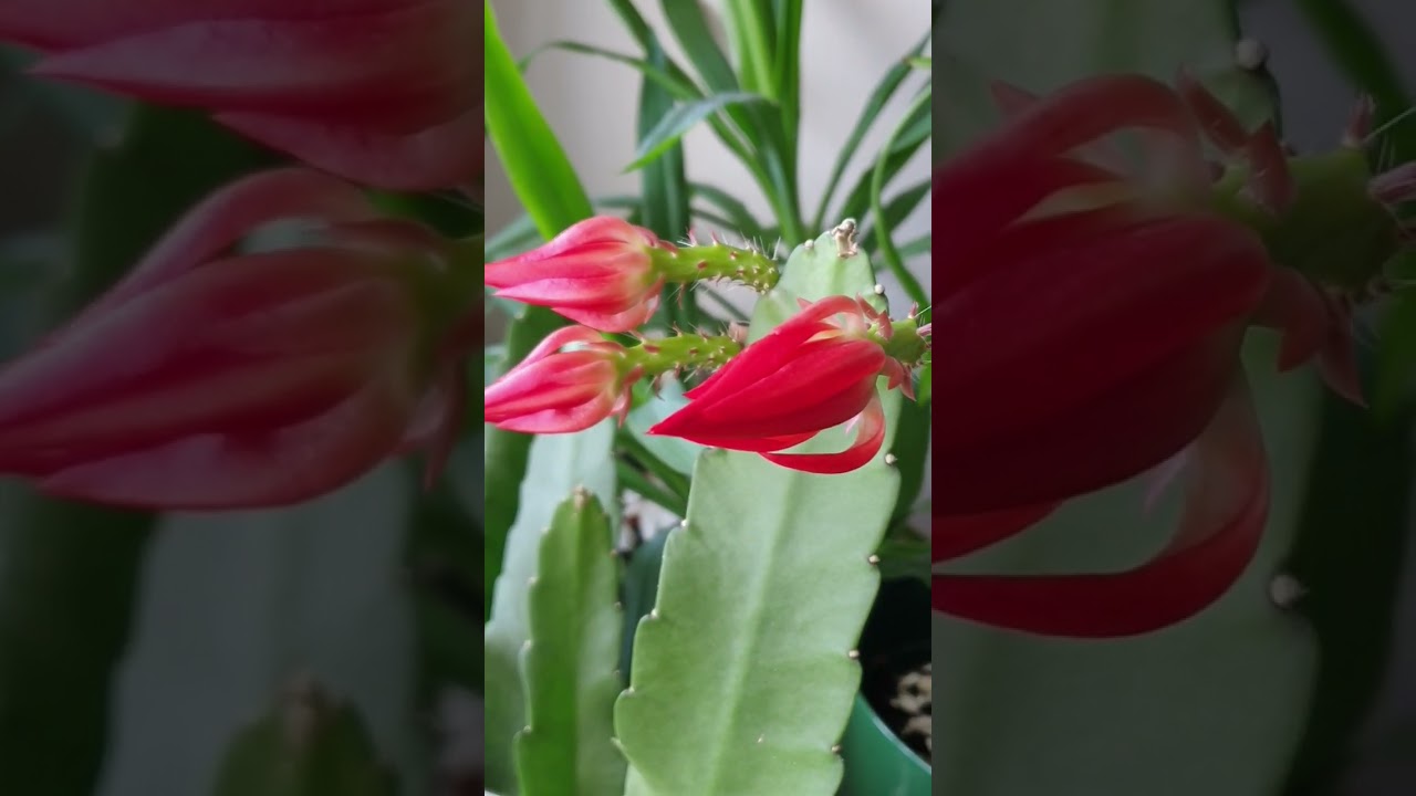Epiphyllum  Red Disocactus  Ackermannii Flowers begin to Bloom_9