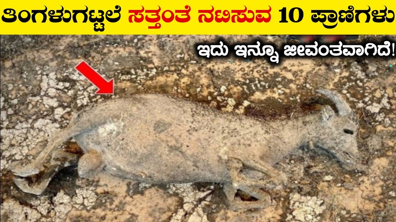 ಸತ್ತಂತೆ ನಟಿಸುವ ಪ್ರಾಣಿಗಳು|Animals with Unique and Unbelievable Abilities|Rj Facts In Kannada