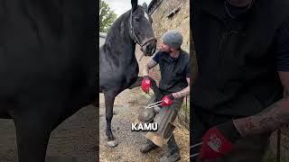 Tonjolan Aneh Di Kaki Kuda Ini Ternyata Bukan Penyakit  faktaunik faktamenarik