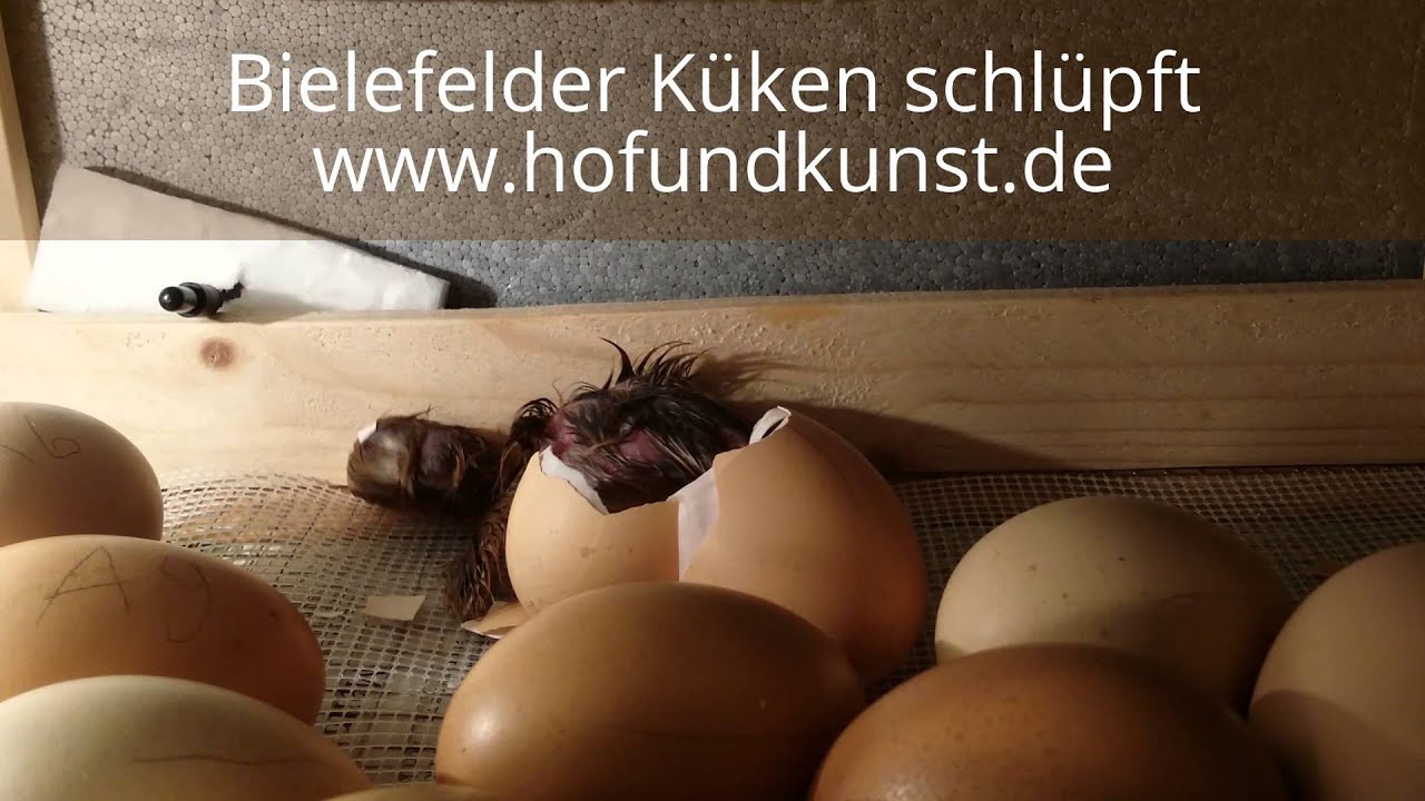 Bielefelder Kennhuhn Küken schlüpft. YouTube Bielefelder Kennhuhn Küken schlüpft. YouTube