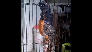 Download Lagu 🔴 KETREKAN KERAS MURAI TROTOL FIGHTER | EFEKTIF UNTUK MEMANCING EMOSI MURAI BATU MP3