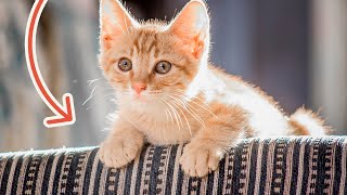 STOP Cats from SCRATCHING Furniture (3 Easy Tips!) by tuft + paw 2,904 views 1 year ago 5 minutes, 49 seconds
