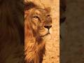 مشهد مؤلم الأسد يمرض و لا يموت Shorts