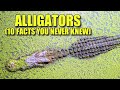 Alligator 🐊 (10 FACTS You NEVER KNEW)