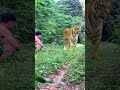 #tiger #lionhunters #wildlife #nature #animals #animal #preytrestv