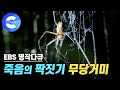 목숨을 건 수컷 무당거미의 짝짓기와 그 후 엄청난 반전은?