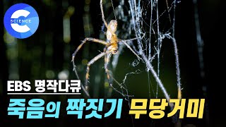 목숨을 건 수컷 무당거미의 짝짓기와 그 후 엄청난 반전은?