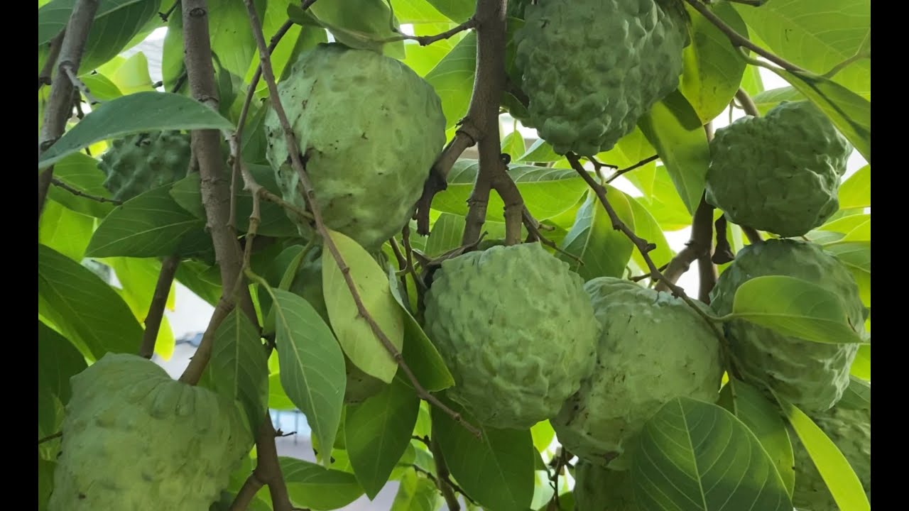 ផ្លែទាបអូស្ត្រាលីផ្ទះ មិត្តភក្តិនៅ garden grove california       Australia Cherimoya at friend house