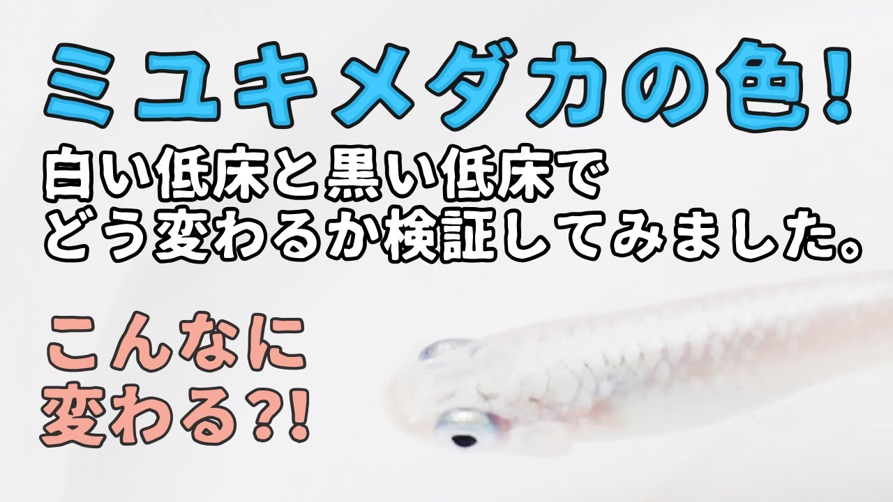 ヒメタニシのがグリーンウォーターを透明する様子を検証してみた 驚くほど水が透明になる Youtube