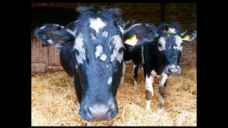 The ringworms come back in the cattle