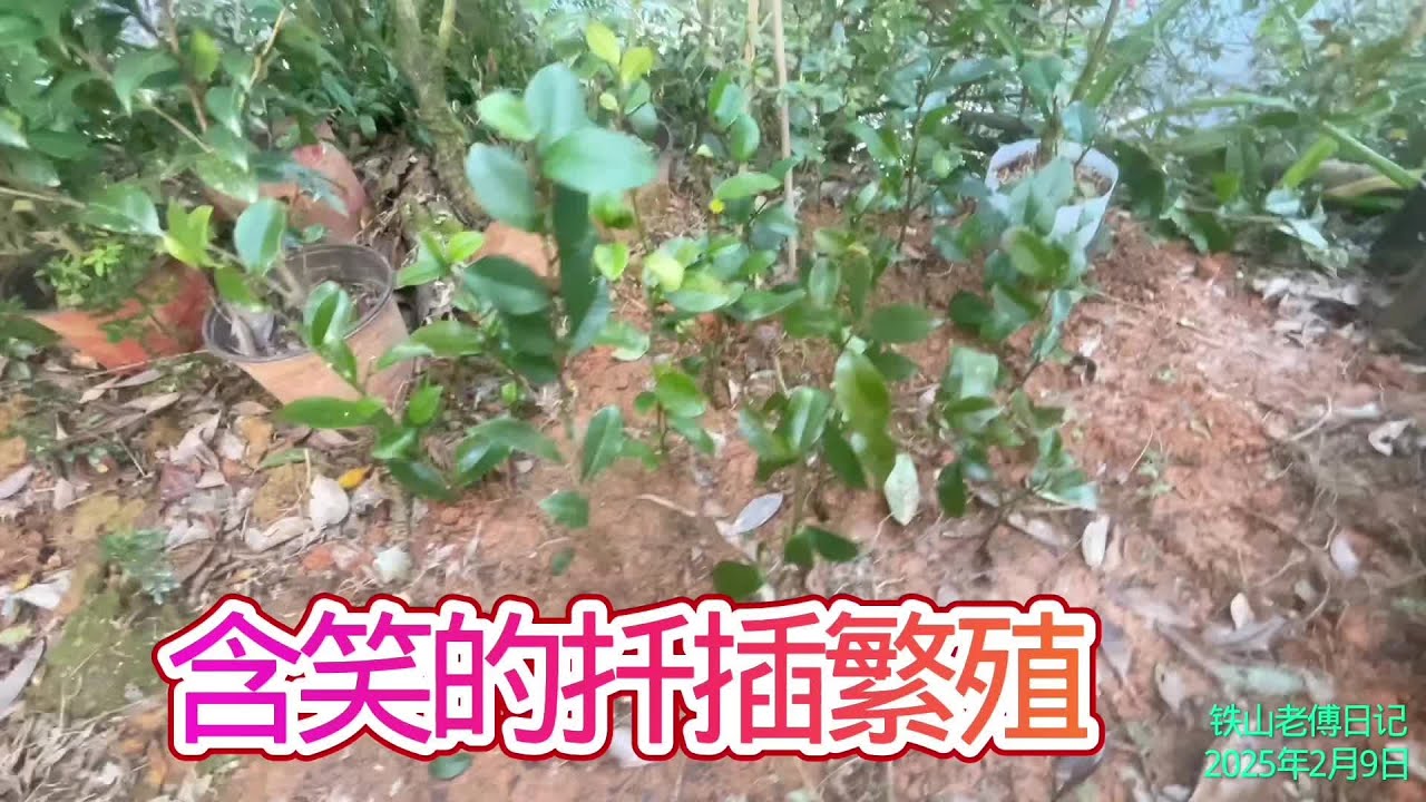 含笑的硬枝扦插其实也能成活，我是这样做的#苗墨的栽培与管理#含笑的扦插繁殖#我的乡村生活