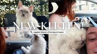 We're Bringing Home A Ragdoll Kitten!! Cute Ragdoll Kitten | Cuddly Kitten | Kitten's New Home!