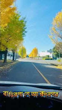 Street of Ginkgo trees at Oizumi machi