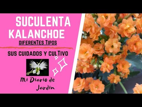Vídeo: Kalanchoe (52 Fotos): Cuidar Una Flor Decorativa A Casa. Com és Una Planta D’interior Durant La Floració?