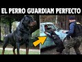 8 Cosas Que No Sabias De Los Perros Rottweiler | SoyCorraje