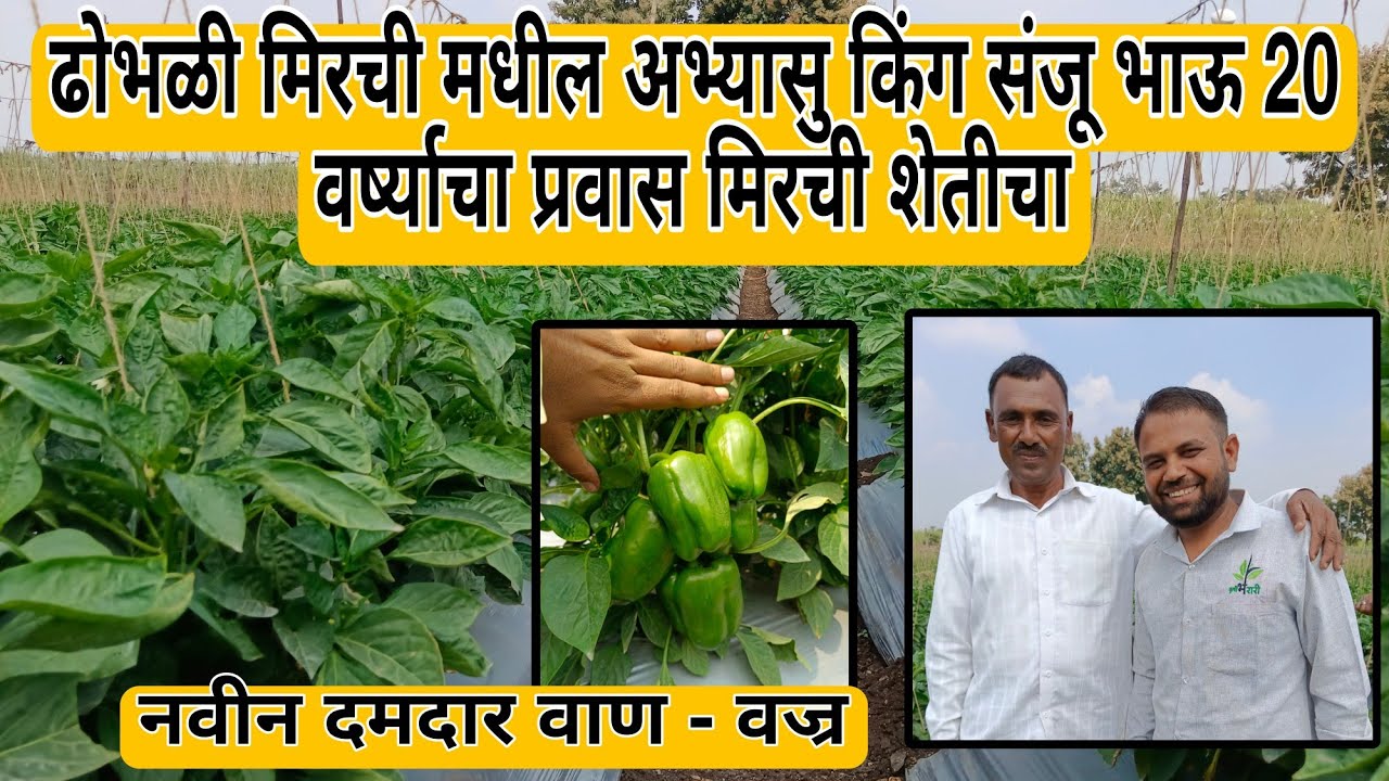 ढोभळी मिरची मधील किंग संजू भाऊ 20 वर्ष अनुभव |नवीन वाण वज्र #रोहित_बोरगावे #सिमला #Rohit_borgave