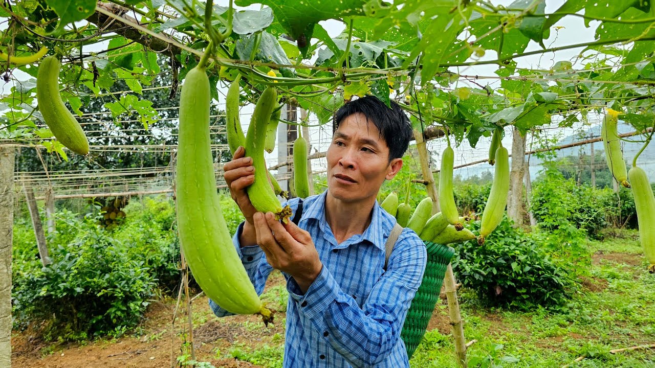 Harvesting Melon Fruit Garden goes to the market sell - Gardening ...