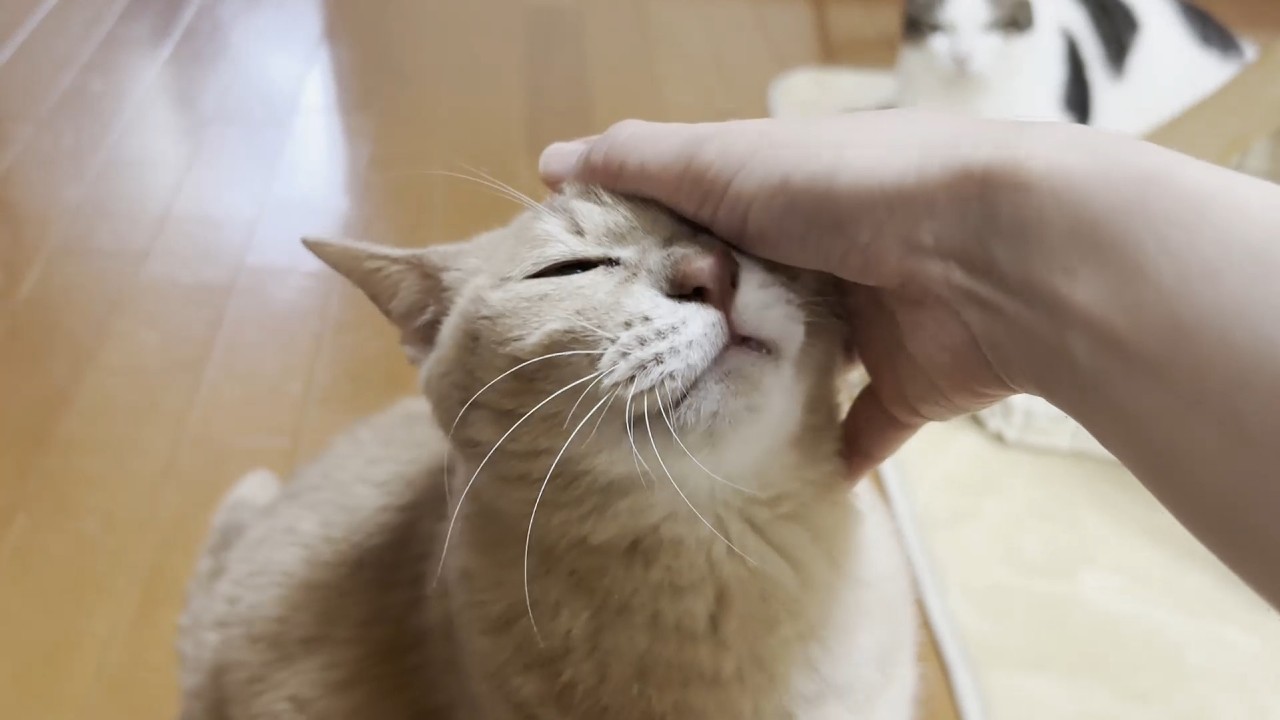 甘える時間を邪魔された途端、ゴロゴロ音がピタッと止まる猫