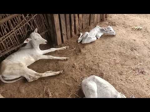Hallikar 21 calves of Farmer Papanna in Sathyagala, Kollegalla Taluk, Chamarajanagar District 