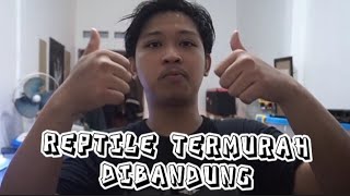 beli REPTILE TERMURAH DI BANDUNG ?