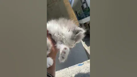 Watch the video about Grey and white persian kitten #catlovers #catsofinstagram #trending #instagram #persiancat #delhi