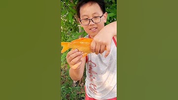 Câu Cá,Cá Chép Vàng Tự Nhiên. #mêcâucáedu #câucá #fishing #mecaucaedu #câu #cá