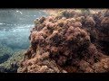 Подводный мир Средиземного моря, Турция, Сиде / Underwater landscapes, Turkey, Side