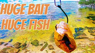 Using giant cut bait catch to catch river monsters