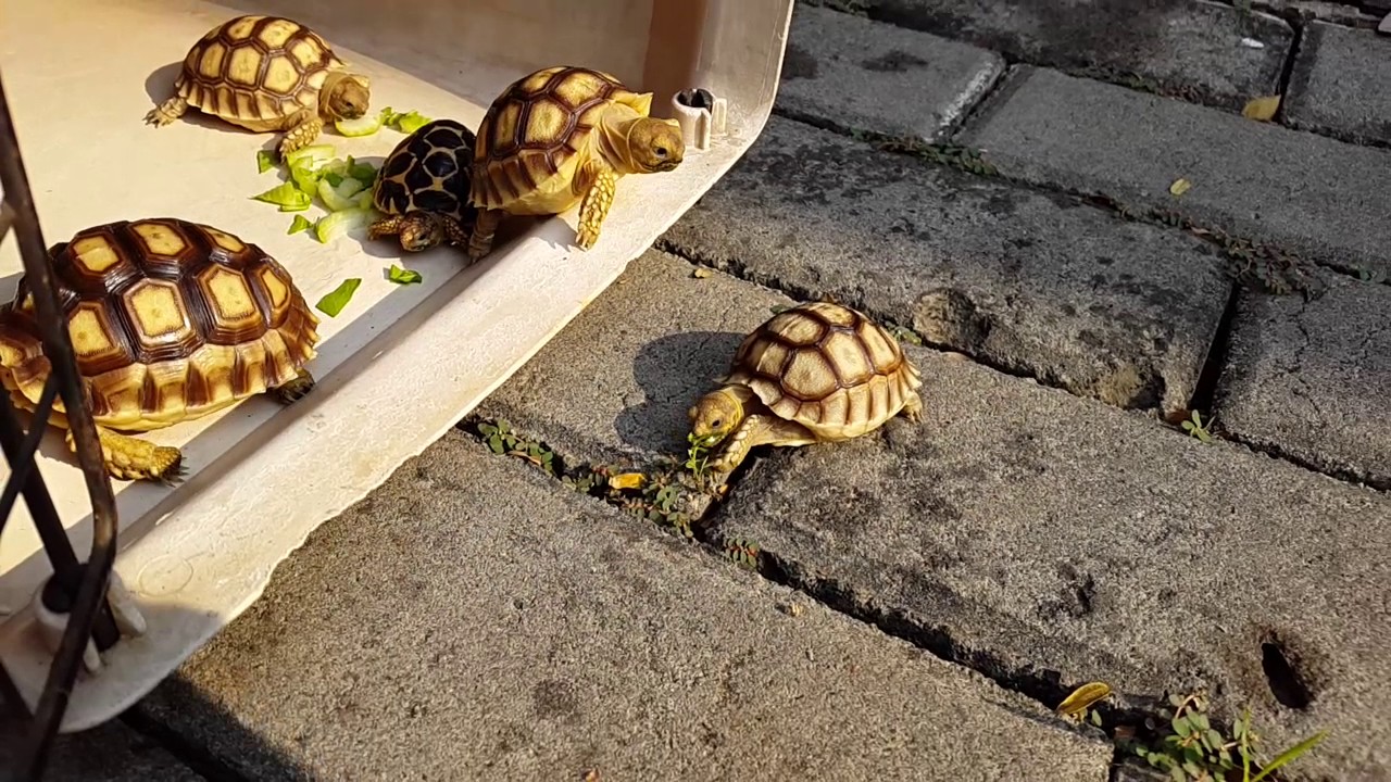 Tortoise kura  kura  darat  Indian Star Sulcata YouTube