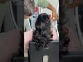 💥 CUSTOMERSED LATERS HAIRCUT 💥🔥 #Hairstylist #hairtransformtion #statusvideo #shortvideo #shorts