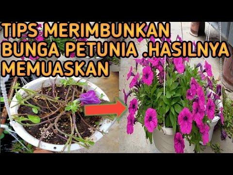 Video: Pembiakan Petunia Dengan Keratan Pada Musim Gugur: Arahan Langkah Demi Langkah