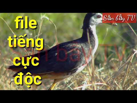 Video Tiếng chim quốc mồi chuẩn nhất, tiếng quốc chuẩn MP3,... - youtube