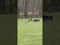 Jake vs. Gobbler Standoff