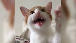 12 Minutes of Funny Cat Videos - EP 40