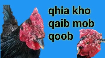 qhia kho qaib mob ua qoob