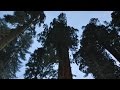 QUEST: Giant Sequoias Face Drought