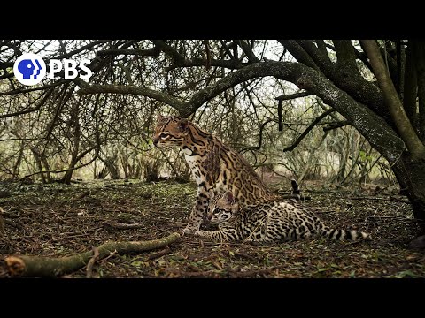 Video: Pet Sangkar: Oceot Ore Larang Ditemui di Texas, Air Terjun Anjing 19 Tahun Melalui Es