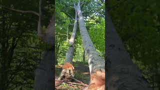 Right in the pocket...#chainsaw #husqvarna #logging #forestry #forest #lumberjack #mountain