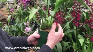 OrchidWeb - Colmanara Masai Red
Order this plant today (if in stock): https://www.orchidweb.com/orchids/oncidiinae/hybrids/colmanara-masai-red
Video narrated by Jerry Fischer. OrchidWeb - Colmanara Masai Red