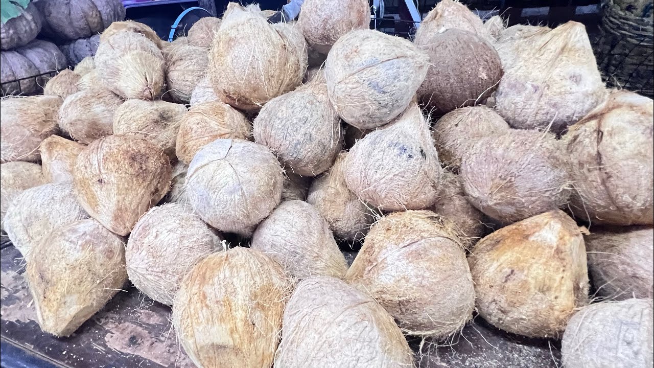 วิธีเลือกมะพร้าวทึนทึก ให้ใด้กลางแก่ กลางอ่อน มีวิธีง่ายๆ