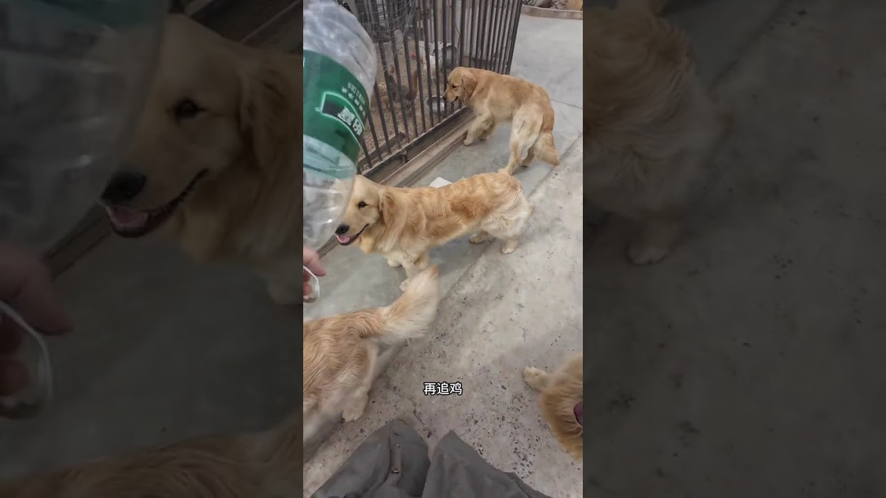 A day when both humans and dogs get into trouble. In today s video there s a tutorial on t