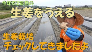 自作の生姜は香もよくて辛味も新鮮です。