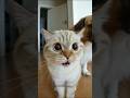 ‎#CatVideo #FunnyCats #CuteAnimals #Shorts #ViralShorts #AnimalLover #CatStory#shortfeed