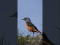 #Codirossone in #Canto #Bird #Birdwatching #Cridart #Roufustailedroked #Monticolasaxatilis #Natura