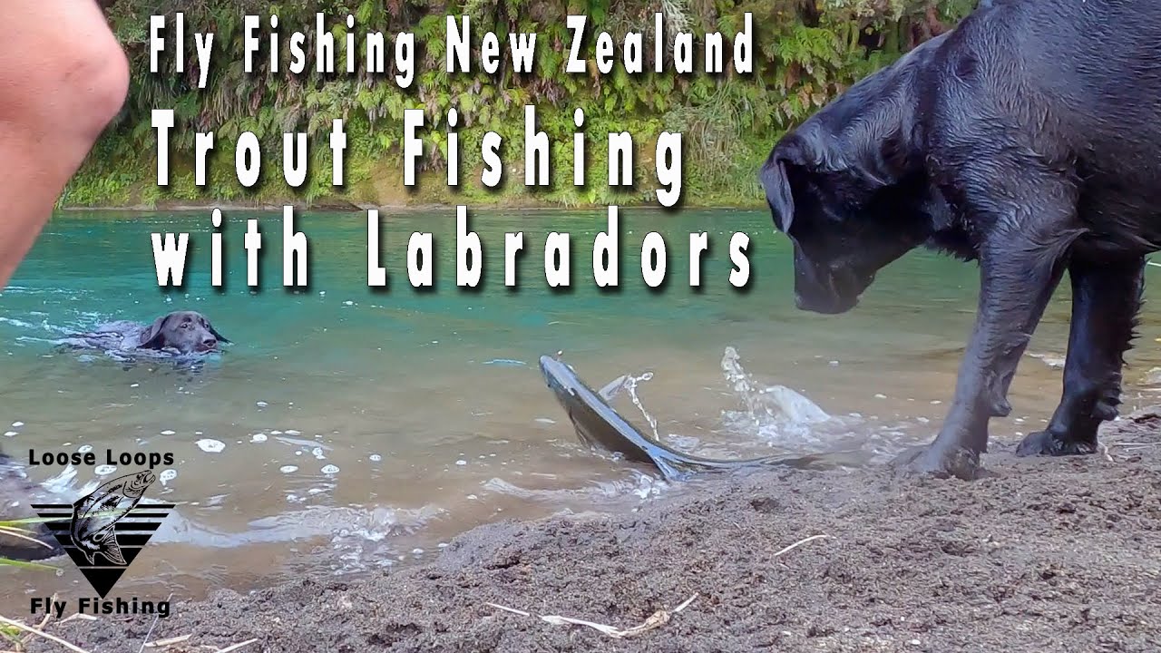 Fly fishing with Labrador Retrievers YouTube
